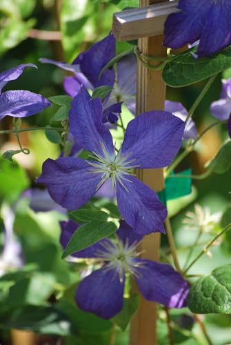 Perennial Farm Clematis 'Jackmanii' Hybrid (Jackmanii)