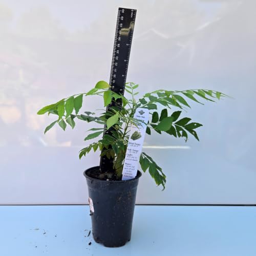 Daisy Ship Curry Leaf Fast (1 × 4-in cup / curry)
