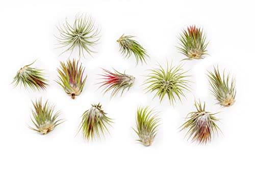 12 Pack Large Air Plants Tillandsia Ionantha Guatemala