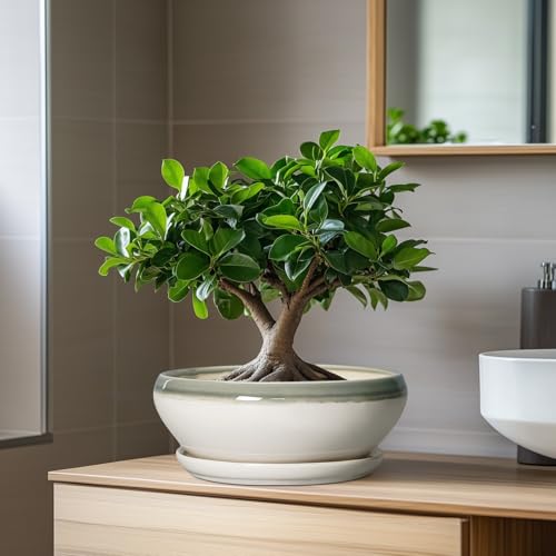 Bonsai Tree Pots (8 Inch / Grey-white)