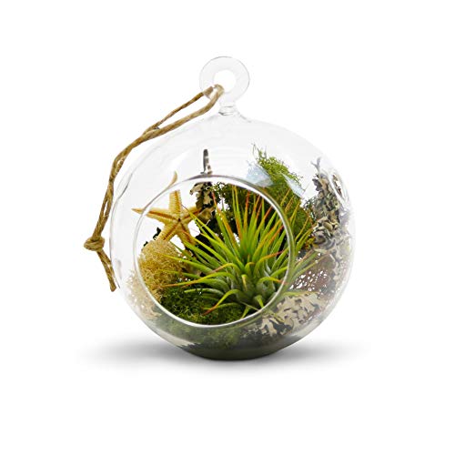 WGV Hanging Terrarium Globe (12 Count)