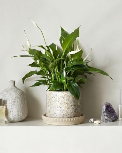 Plant Saucers (Beige White)