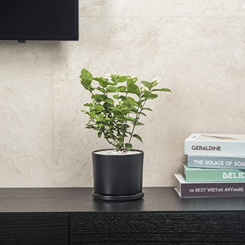 7 inch Plant Pots