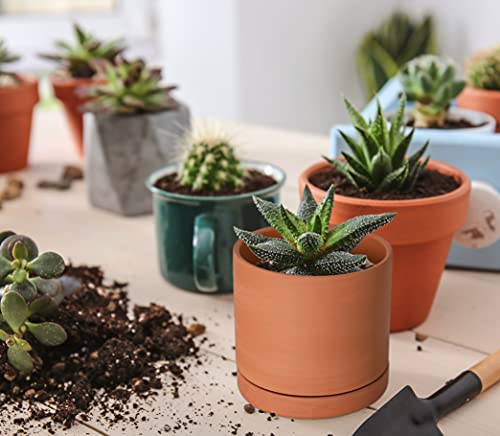 Terracotta Plant Pot with Saucer