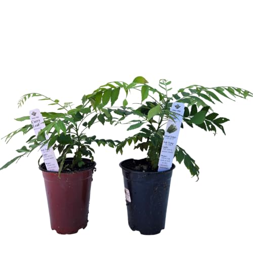 Daisy Ship Curry Leaf Fast (2 × 4-in cups / curry)