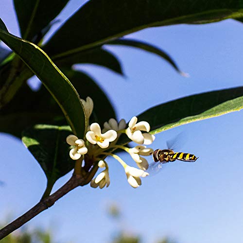 Tea Olive Live Plant (3 gallon)