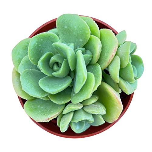 Aeonium Lily Pad (Aeonium Lily Pad)
