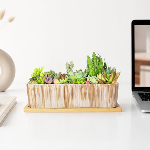 Succulent Pots (Wooden Pattern)