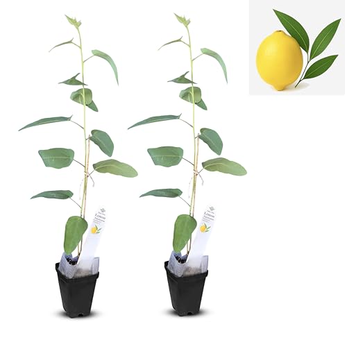 Lemon Eucalyptus Live Starter (2 Count (Cup) / eucal-lemon)
