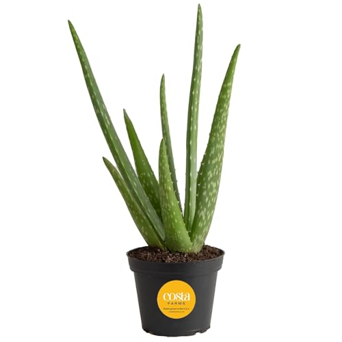 Aloe Vera Plant (Aloe Vera, 10-12 Inches Tall, in Grower's Pot)