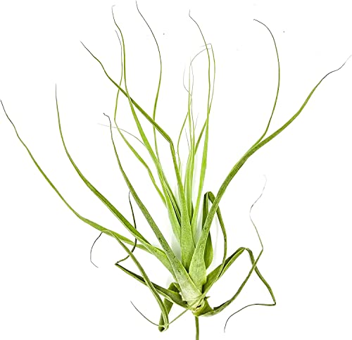 Air Plants Tillandsia Straminea Jumbo 6 (5 Count)