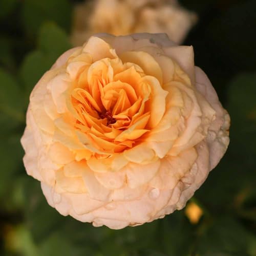 Heirloom Hybrid Tea Roses (Beryl Bach)