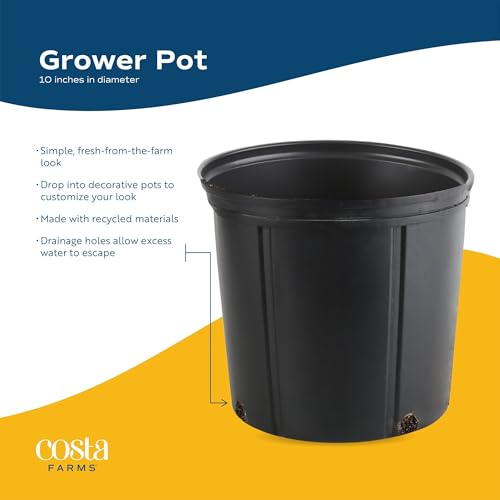 Money Tree Live Indoor Plant (Money Tree, Large (3-4 Feet Tall) in Grow Pot)