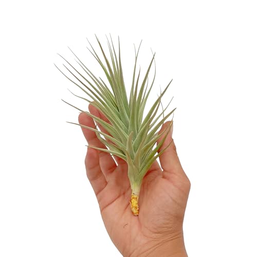 Air Plants Flowering Tillandsia Lilla Lilac (5 Pack / Lilla Lilac)