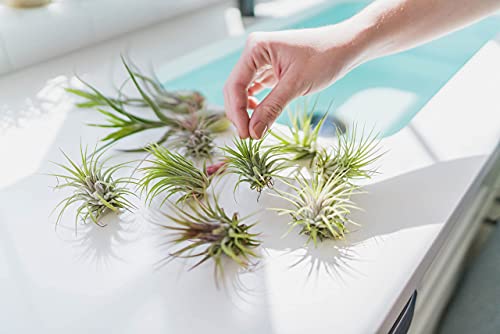 12 Pack of Classic Air Plants Variety
