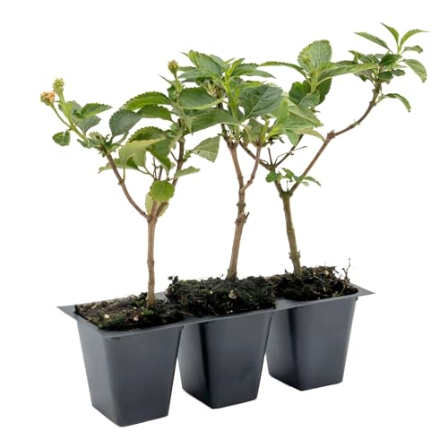 3 Dallas Red Lantana in 2.5” Nursery Cubes (3 Dallas Red Lantana)