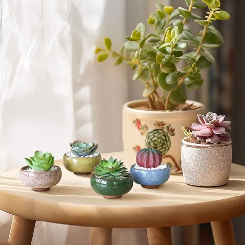 Mini Succulent Pots (12 Count)
