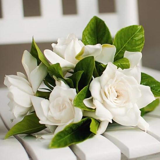 Daisy Ship Gardenia Veitchii Aromatic (2 Count)