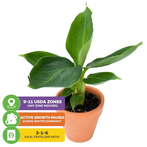Truly Tiny Banana Tree (Truly Tiny)