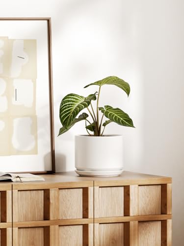 8 Inch Plant Pot (White / 8")
