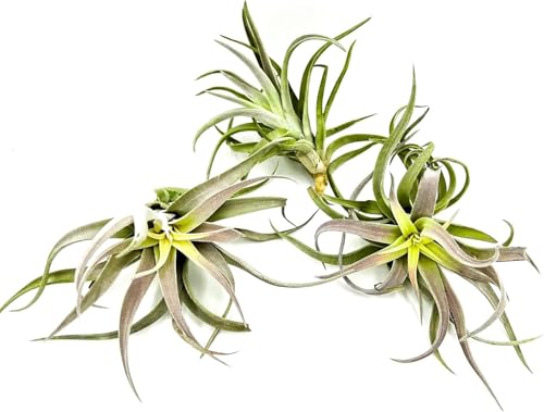 Air Plants Tillandsia Cacticola (2 Count)