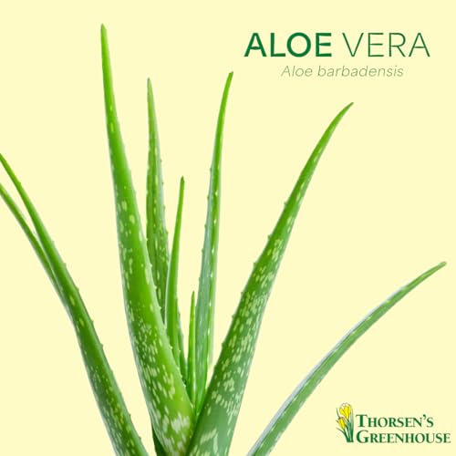 Live Aloe Vera Plant (3 Pack Nursery Pots)