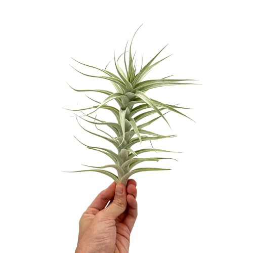 Live Air Plants (2 Count)