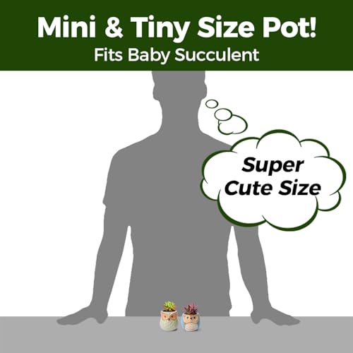 Owl Succulent Pots (12 Count)
