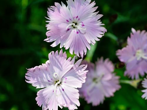 Live Perennial Plants (1 Pot)
