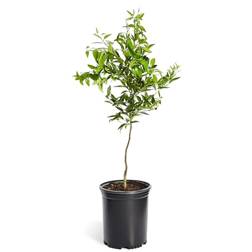 Nules Clementine Tree (5-6ft)