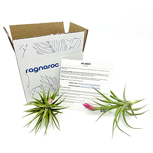 Air Plants Flowering Tillandsia Aeranthos (2 Pack / Aeranthos)