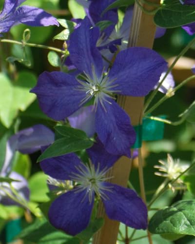 Perennial Farm Clematis 'Jackmanii' Hybrid (Jackmanii)