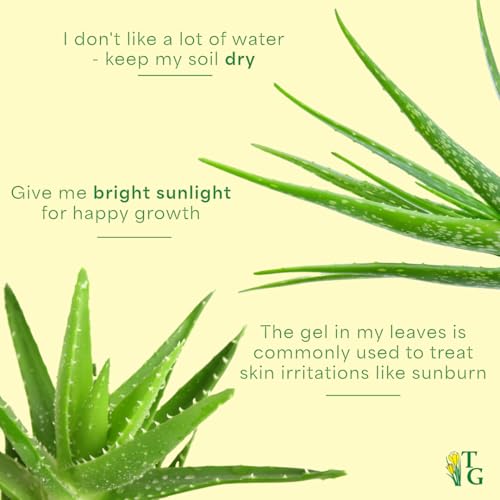 Live Aloe Vera Plant (Navy (6" Pot))