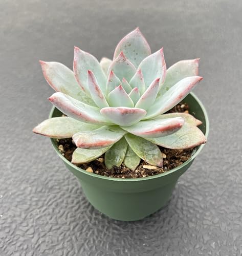 Echeveria Blue Bird (Echeveria Blue Bird)