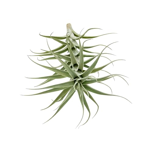 Live Air Plants (2 Count)