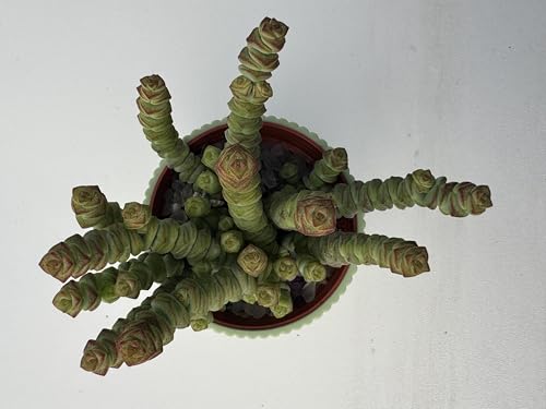 4" String of Buttons in Green Stripe Pot (Green)