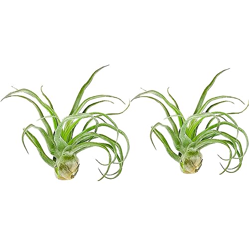Live Air Plants (2 Pack / Jumbo)