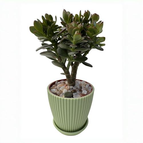 Dwarf Jade with Green Stripe Pot (Green Pot)