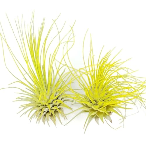Thin Air Plant