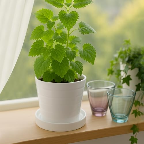 Ceramic Plant Saucer