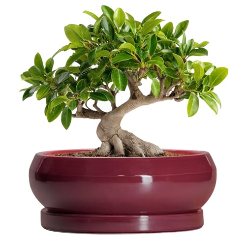 Bonsai Pots 10 Inch (10 Inch / Wine Red)