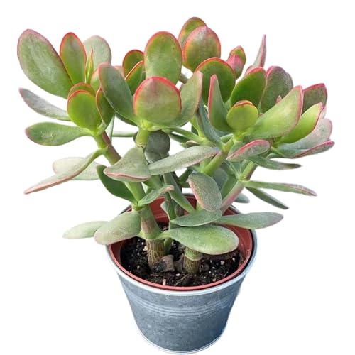 Golden Jade with Vintage Metal Pot (Silver Pot)