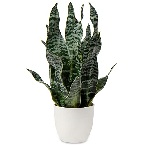 Artificial Snake Plant Potted Faux Sansevieria Trifasciata Plants (Green-16.5" Style 2)