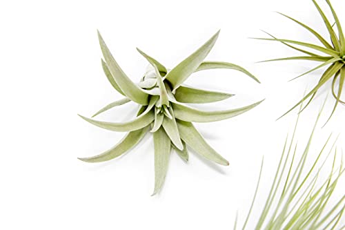 5 Pack of Classic Air Plants Variety (5 Count)