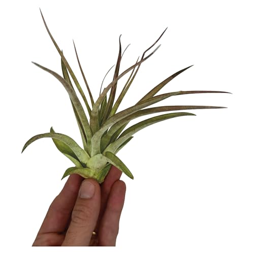 Air Plants Tillandsia Brachycaulos Multiflora (5 Count)