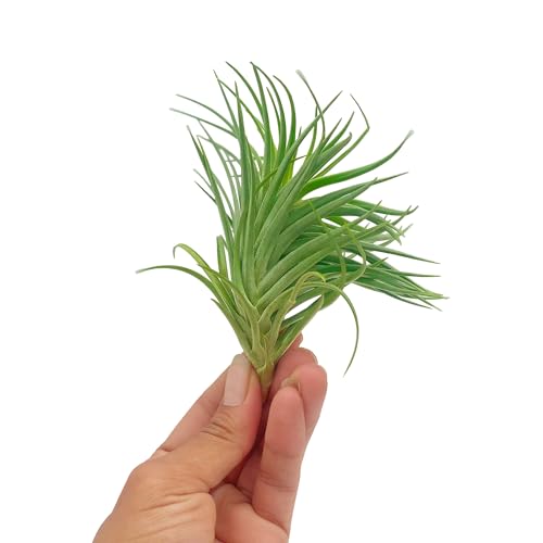 Air Plants Flowering Tillandsia Pink Paske Large 5" (2 Count)