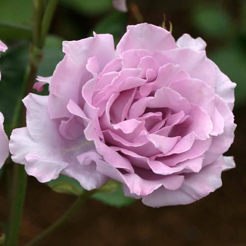 Heirloom Hybrid Tea Roses (Blue Moon)