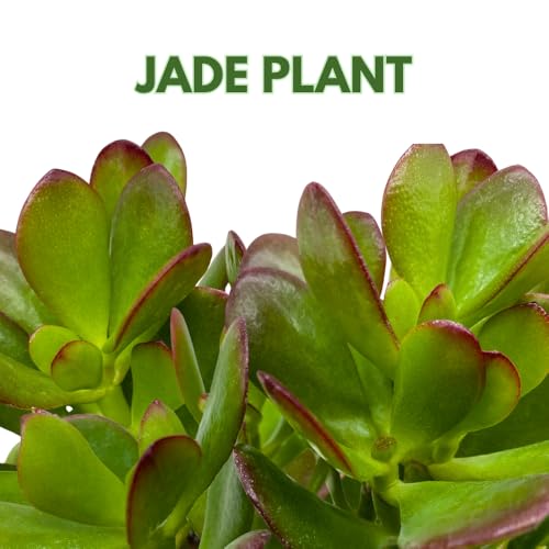 Jade Succulent in a 4 inch Pot Crassula ovata