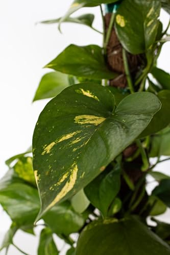 Golden Pothos Totem Live Plant 10 (Plant Pot / 6-inch Totem Plant Pot)