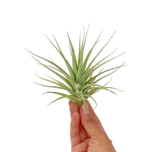 Air Plants Flowering Tillandsia Lilla Lilac